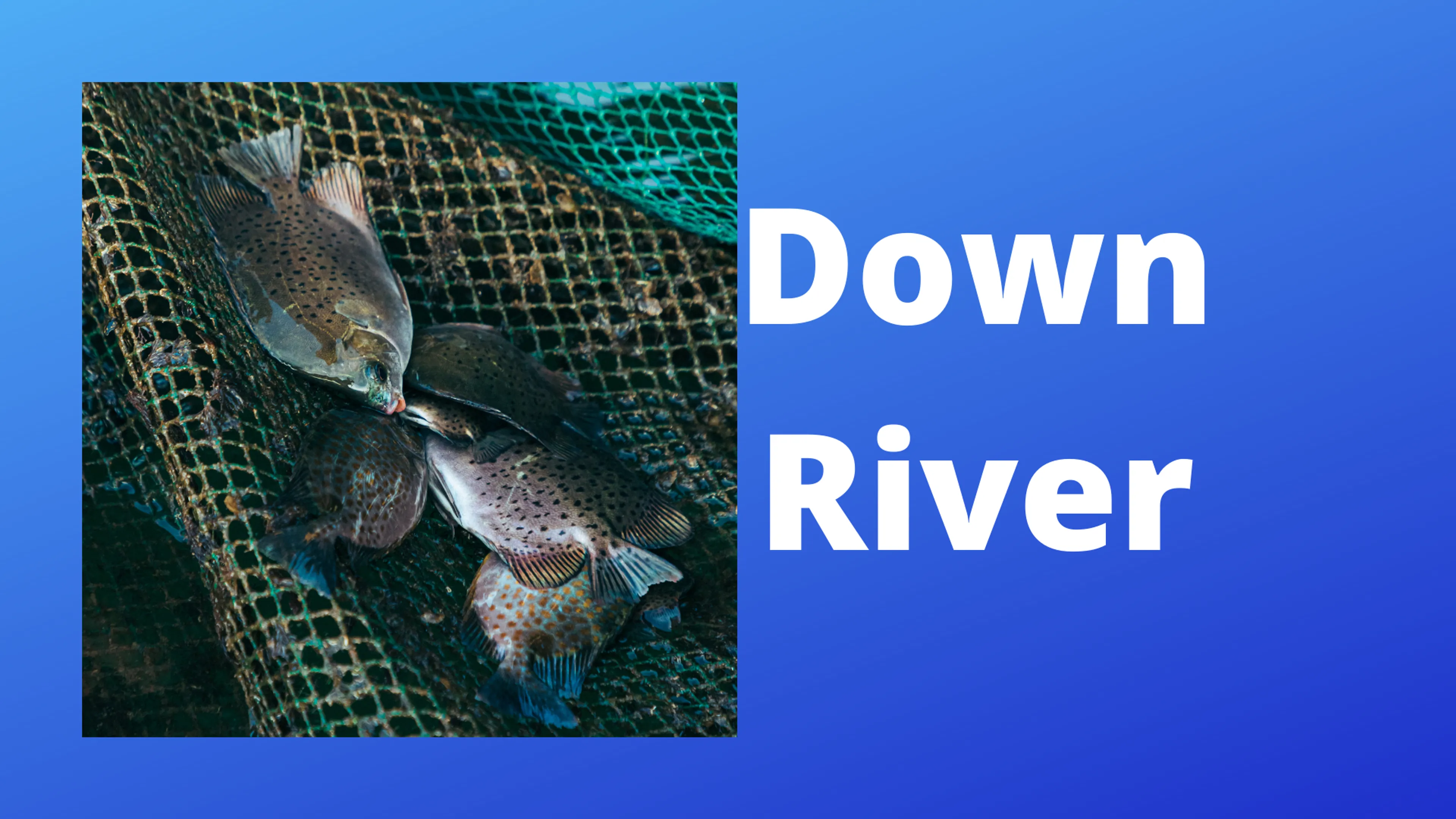 Down River poster